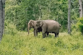 Đạp xe xuyên rừng Yok Đôn ngắm voi