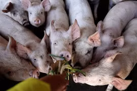 Tội phạm Trung Quốc dùng máy bay không người lái phát tán lây dịch tả heo