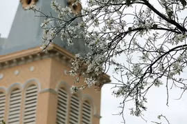 Đi Đà Lạt có hoa ban trắng miền Tây Bắc 'đốn tim' mình mất rồi!