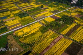 Ngắm cánh đồng cúc "tiến vua" vàng rực dịp giáp Tết