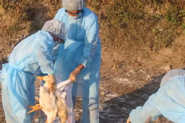 Tiêu hủy hơn 1.000 con vịt tại điểm phát sinh dịch