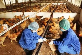 Ổ dịch cúm gia cầm H5N1 xuất hiện ở 21 tỉnh trên cả nước