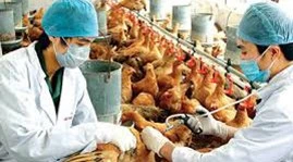 Việt Nam có đủ năng lực xét nghiệm cúm A/H7N9