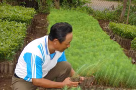 Gia Lai: Sẽ trồng mới trên 500 ha rừng phòng hộ