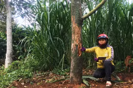 Vườn sầu riêng bạc tỷ bị phá vì không đóng tiền làm đường?