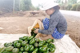 Đắk Lắk: 50 cây bơ cho thu tới 300 triệu đồng