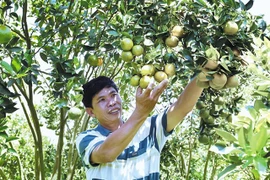 Cây ăn quả, thế mạnh mới của nông nghiệp Tây Nguyên