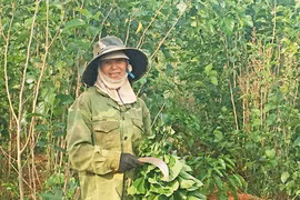 Triển vọng nghề trồng dâu nuôi tằm ở Chư Sê