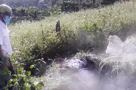 Đắk Nông công bố xuất hiện dịch tả lợn châu Phi trên địa bàn