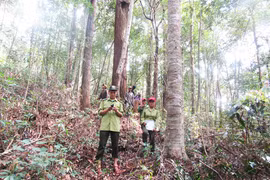 Giao khoán quản lý, bảo vệ rừng cho cộng đồng: Hiệu quả thiết thực