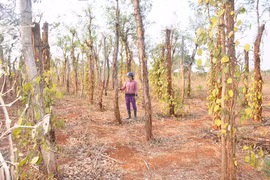 "Thủ phủ hồ tiêu" trong cơn bĩ cực-Kỳ 1: Vỡ quy hoạch,giá rớt thê thảm