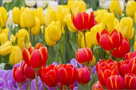 Rực rỡ thảm hoa tulip lớn nhất thế giới thu hút du khách