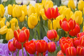 Rực rỡ thảm hoa tulip lớn nhất thế giới thu hút du khách