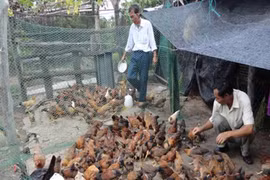 Chủ động phòng ngừa cúm gia cầm trên địa bàn Gia Lai