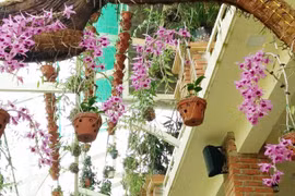 Chơi lan-thú chơi và nỗi lo tận diệt gen quý