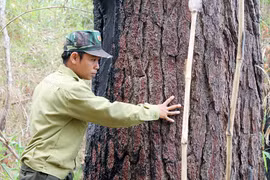 Gia Lai lên "cổng trời" ngắm thông cổ thụ