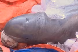 Bắt được cá lạ, nặng 150kg trên sông Cổ Chiên