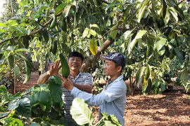 Xúc tiến đưa quả bơ Việt Nam vào thị trường Hoa Kỳ