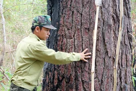 Gia Lai lên "cổng trời" ngắm thông cổ thụ