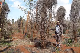 Người trồng hồ tiêu nợ hàng nghìn tỷ đồng, ngân hàng lúng túng ​