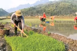 Tản văn: Mùa gieo hạt