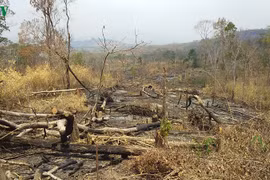 Kỷ luật Cảnh cáo Giám đốc Công ty lâm nghiệp để mất rừng