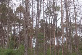 Chuyển cơ quan điều tra vụ đầu độc rừng thông