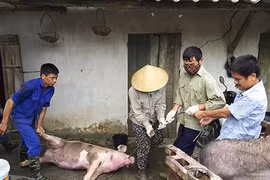 "Vỡ trận" dịch tả lợn châu Phi: Cục Thú y đang "giấu" thông tin?