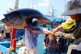 Đề nghị truy tố 16 bị can vụ làm giả hồ sơ"rút ruột"hàng chục tỷ