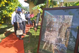 Chim yến-"Vàng trắng" của Việt Nam