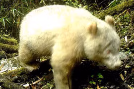 Gấu trúc bạch tạng lần đầu được phát hiện ở Trung Quốc