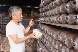 Phát triển nghề trồng nấm thương phẩm trên địa bàn Gia Lai