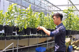 Vườn lan bạc tỉ của chàng trai 9X