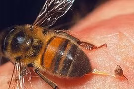 Một người đàn ông tử vong vì ong đốt khi đi rừng