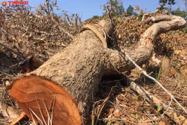 Rừng "chảy máu" ở Đăk Lăk-Kỳ 3:Ai đã "nhúng chàm"để đại ngàn chảy máu?