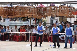 Hấp dẫn cuộc thi chim chào mào tại Gia Lai