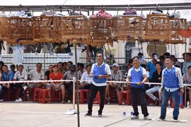 Hấp dẫn cuộc thi chim chào mào tại Gia Lai