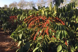 Cần giải pháp kỹ thuật thuật đồng bộ