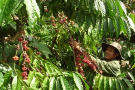 Tái cơ cấu cây trồng chủ lực vùng Tây Nguyên:Thực trạng cà phê Tây Nguyên