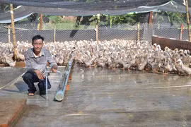 Làm giàu từ nuôi dê và vịt siêu trứng