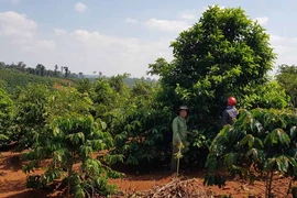 Kbang chuyển đổi hơn 300 ha mía kém hiệu quả sang cây trồng khác