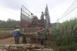 Cơ cấu lại sản xuất nguyên liệu mía