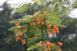 Ký ức mùa hè: Nhớ mùa của tuổi thơ