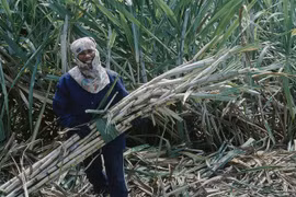 Mía đường Việt Nam 'so găng' ASEAN