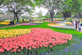 Tháng 5 đến Nhật Bản ngắm hoa nở muôn nơi