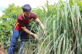 Khởi nghiệp từ cây sả