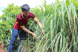 Khởi nghiệp từ cây sả