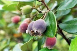 Tạp bút: Mùa quả dại