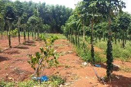 Vợ giám đốc công ty lâm nghiệp lấn chiếm đất rừng