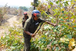 Quyết liệt phòng cháy, chữa cháy rừng trên địa bàn huyện Ia Pa